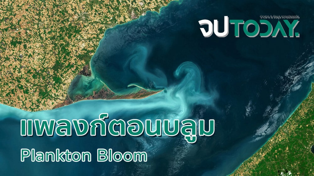 Plankton Bloom